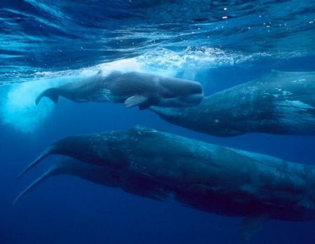 抹香鲸大迁徙。