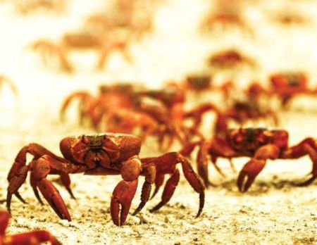 红蟹义无反顾。