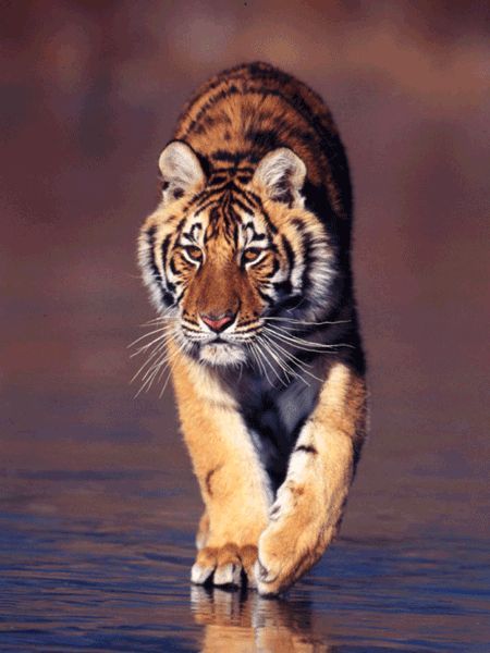 东北虎 图片来源：WWF