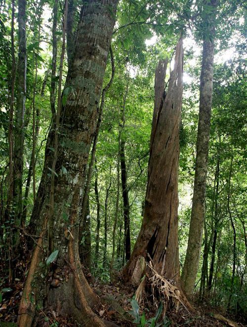 　　五月，热带雨林里高温湿热，吸血蚂蝗没有尖牙利齿，但是，见者无不胆战心惊，避之惟恐不及。而原始森林里古老的参天大树、奇异的花朵和有趣的动物，又给我们的行程增添了无限的惊喜。