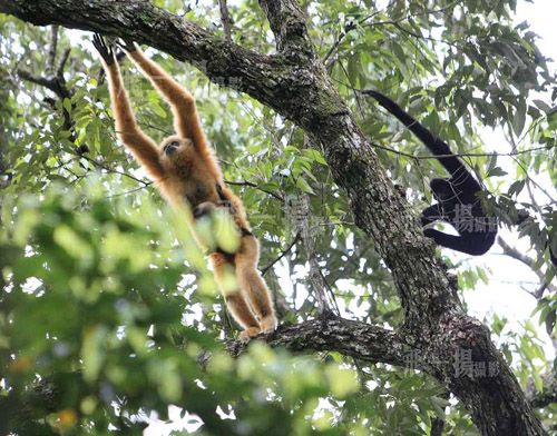 保护区位于海南岛西南部山区， 是国家一级濒危动物黑冠长臂猿的栖息地。