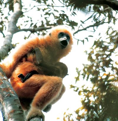 　　黑冠长臂猿是世界上四大类人猿之一，是我国哺乳科灵长类动物中分类地位最高、进化程度最高、与人类最接近的惟一物种。