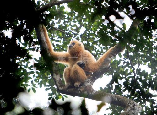 　　目前在全世界范围内，野生的黑冠长臂猿仅在霸王岭保护区存有16只，比“国宝”大熊猫更加珍贵、濒危。
