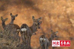 　　2009年1月以来，河北滦河上游国家级自然保护区里的梅花鹿幼仔常常莫名其妙的死亡或者受伤，这让保护区的工作人员很是头疼。