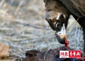 　　经过保护区的认真调查，他们终于发现了原因。原来，近年来随着保护区环境的改善，这里来了不少“座山雕”。“座山雕” 学名秃鹫，属国家二级保护动物。