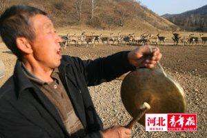 　梅花鹿是国家一级保护动物，现在保护区里只有600多只，而在短短的两个月内就死伤了100多只。