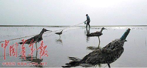 　　清晨5时，金伟国在海边的滩涂上布网，“媒鸟”是捕鸟的重要道具，由木条和羽毛做成，用来吸引鸟儿。