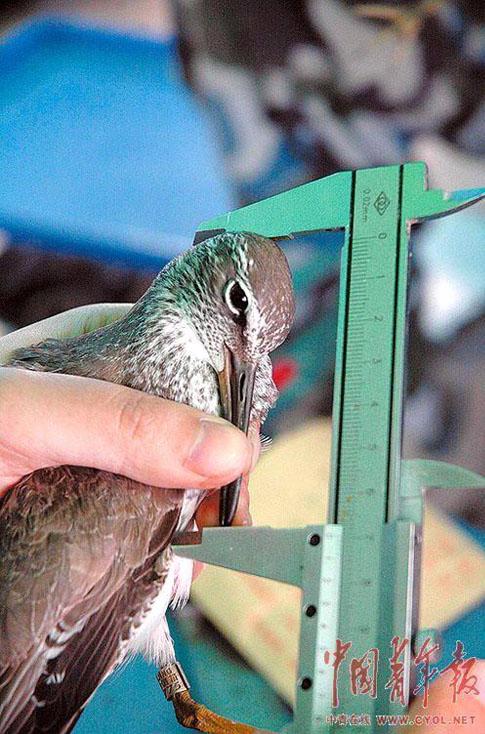 保护区的工作人员对捕到的候鸟进行测量。