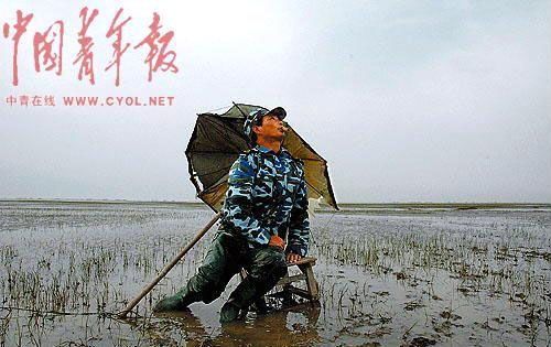 　　“眼观六路，耳听八方”。金伟国坐在小竹凳上，随时观察空中飞鸟的踪迹，并发出相应的哨声，吸引鸟儿落地。