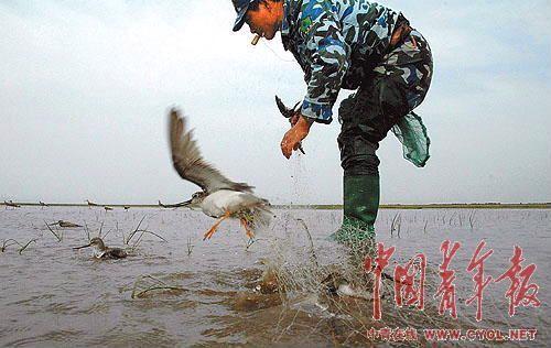 金伟国靠绝技捕鸟，目的是供科研之用。他说：“这是为了更好地保护这些鸟儿。” 