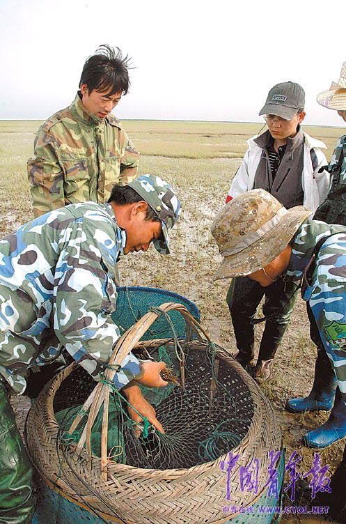 　　每天上午，金伟国捕到鸟后，就把鸟转交给保护区的工作人员。工作人员对鸟进行数据测量及安装环志后，再放飞。