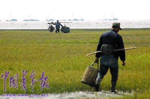 　　中午时分，金伟国挑着捕鸟工具回程。海边经常会有一些经过保护区批准进行作业的当地居民，他们在滩涂上捕捞蟛蜞、海瓜子、黄泥螺等。