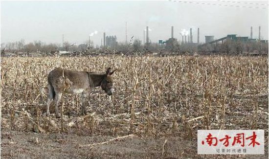 尾矿坝隔壁的庄稼地以前能种小麦和白菜，现在由于污染严重，只能种玉米了，而且牲畜患病致畸的情况也很严重。