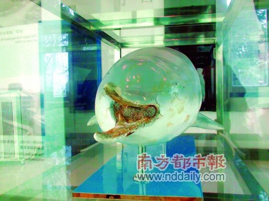 在白鳍豚馆生活20余年后，“琪琪”只留下一具标本。南都记者 杨传敏 摄