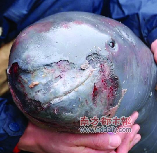 这头江豚被发现时，嘴部因受伤严重感染。 资料图片