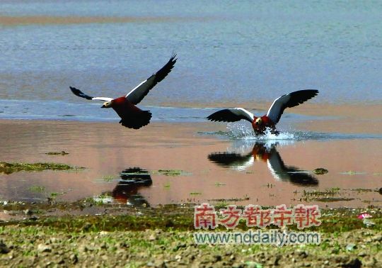  藏族人平素甚少惊扰鸟类，赤麻鸭正在水边享受休闲时光。