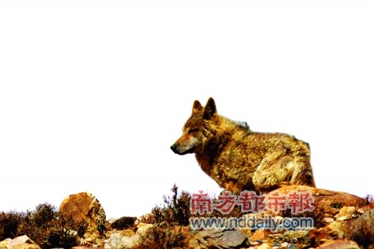 在门布乡附近，科考队员与一只野狼不期而遇。科考队供图