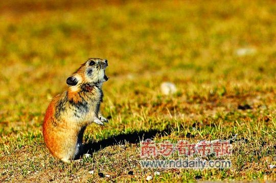 在浪强措畔的草地上，科考队拍到了一只鼠兔前肢立起，忘情歌唱的情景。 科考队供图