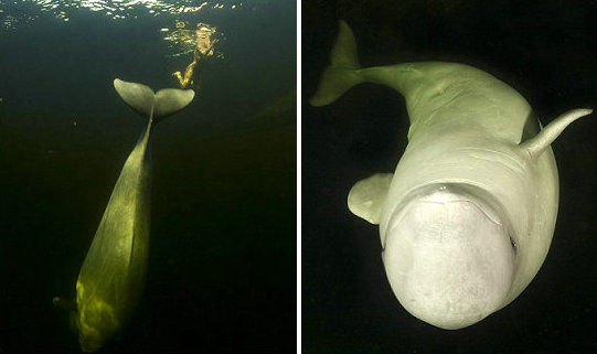 白鲸因柔软的骨骼结构而拥有丰富的面部表情，它们是水族馆的大明星。