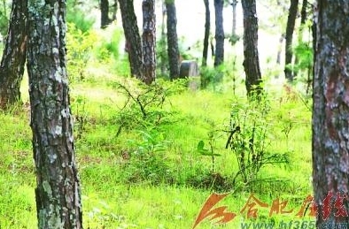 阜阳抗日老兵李从海之墓（白圈所标 段国庆供图）