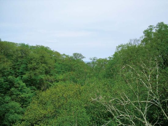 日本北海道茂密的森林净化了山涧泉水，让当地自来水的水质接近矿泉水。