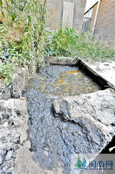 葱头加工厂污水处理池设计不合理，黑臭水直接入溪