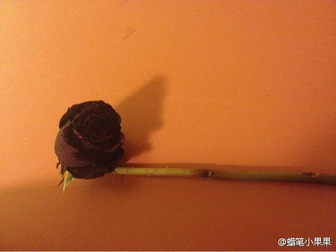 玫瑰