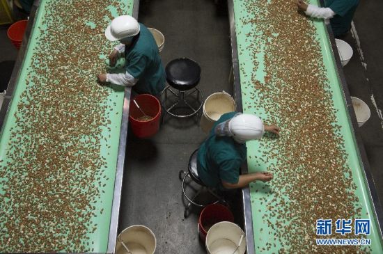 3月19日，在美国加州莫德斯托，工人们在生产线上对巴旦木进行筛选。