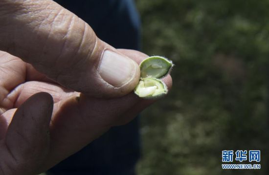 这是3月19日在美国加利福尼亚州莫德斯托拍摄的巴旦木绿色嫩果。