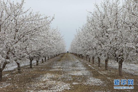 在美国加利福尼亚州莫德斯托的巴旦木庄园里，果木迎来花期（资料照片）。