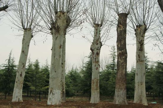 一排古老的银杏树，默默地站在郑州市京襄古城遗址公园内寂静的一角。