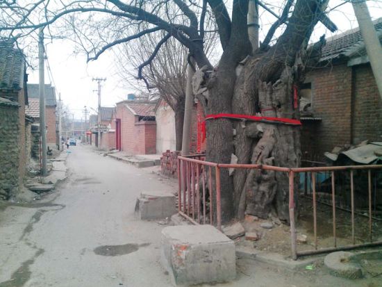  北京密云县的一个村子里，一棵大树被缠上红布。这种让路于大树的“人树和谐”，让人备感珍贵。