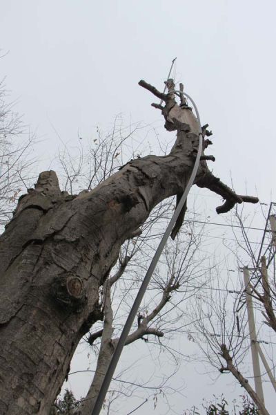  京襄古城遗址公园内一株被移植来的老树，如今已经死去，仅存功能是作洒水器支架。