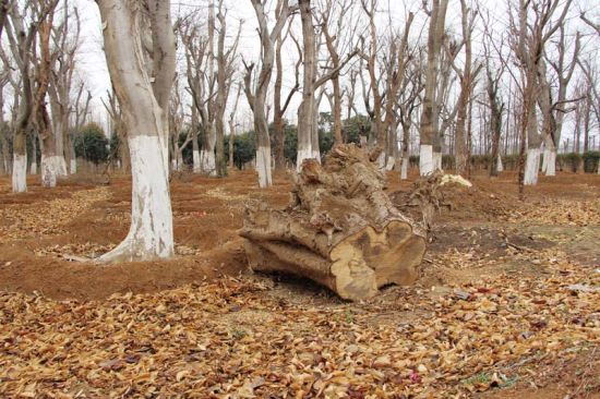　　京襄古城遗址公园内，有的大树被断去手足，失去枝叶的庇护，古老的躯干已衣不蔽体，有的只剩下树头裸露在外，透着一股死寂的氛围。