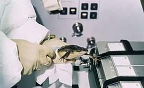 蝌蚪溺水身亡：怪异指数5颗星