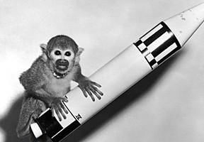 猴子昏昏欲睡：怪异指数4颗星