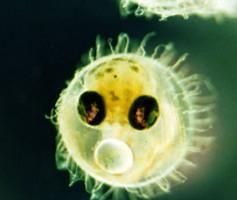 透明鱼在太空交配：怪异指数4颗星