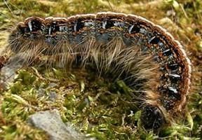 舞毒蛾卵：怪异指数4颗星