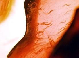 幸存的线虫：怪异指数4颗星