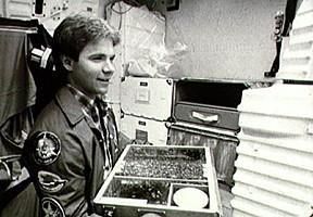 蜜蜂：怪异指数3颗星