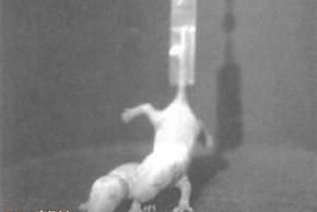 老鼠成太空常客：怪异指数3颗星