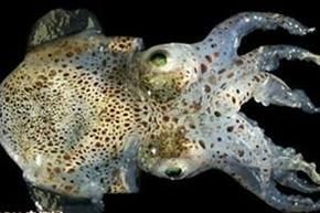 鱿鱼怪异指数：4颗星