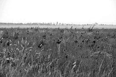 张北县试点林场的樟子松长势良好，但尚未形成规模防护效果。