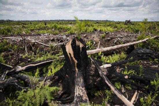 天堂雨林被清空