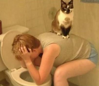 看喵星人是如何对待自己宿醉的主人的