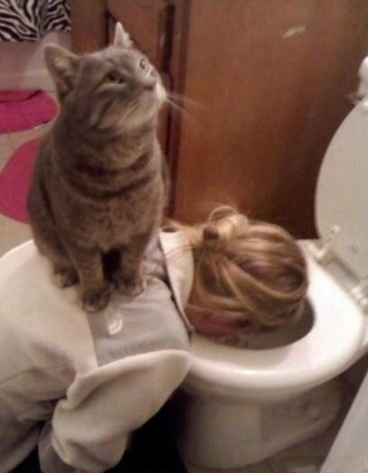 看喵星人是如何对待自己宿醉的主人的