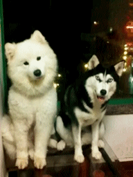 如何区别卖萌与卖蠢？”——看脸。