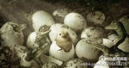 早知道不钻出来了。.