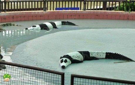 五一期间，动物园里的鳄鱼都化了妆……嗯，确实萌了不少！