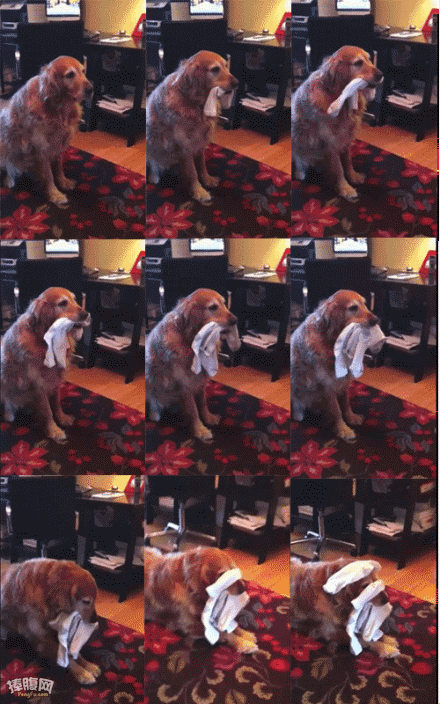 汪星人挑战极限！